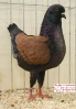 Tiere_66