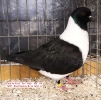 Tiere_71