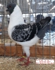 Tiere_72