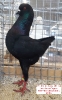 Tiere_73