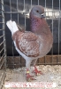 Tiere_74