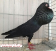 Tiere_75