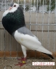 Tiere_76