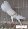 Tiere_77
