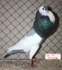 Tiere_7