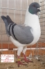Tiere_8