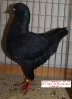 Tiere_9