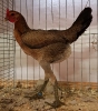 Tiere_102