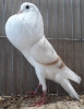 Tiere_110