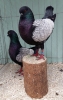 Tiere_122