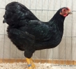 Tiere_123