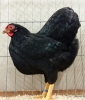 Tiere_124