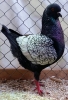Tiere_125