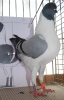 Tiere_126
