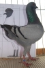 Tiere_133