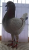 Tiere_134