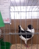 Tiere_137