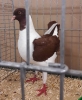 Tiere_138
