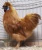 Tiere_147