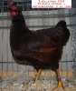 Tiere_32