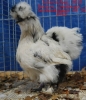 Tiere_52
