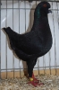 Tiere_55