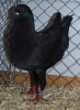 Tiere_56