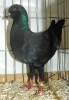 Tiere_57