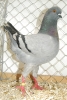 Tiere_58