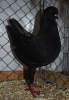 Tiere_59