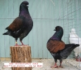 Tiere_5