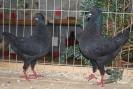 Tiere_60