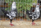 Tiere_61
