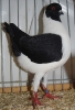 Tiere_62