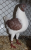 Tiere_67