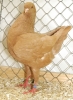 Tiere_69