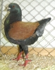 Tiere_71