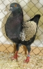 Tiere_72