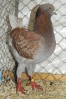 Tiere_73