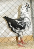 Tiere_74