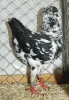 Tiere_75