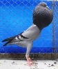 Tiere_78
