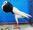 Tiere_82