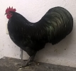 Tiere_83