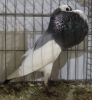 Tiere_84