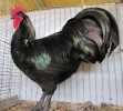 Tiere_85