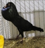 Tiere_86