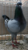 Tiere_11