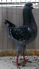 Tiere_13