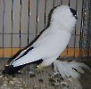 Tiere_27
